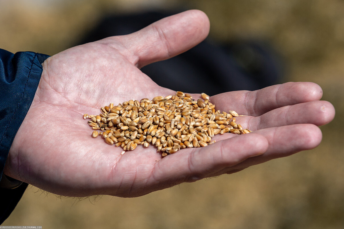 Суть зерна. Зерно в новороссийске цена купить. Сеевший зерно. Семена пшеницы для посева. Отгрузка зерна.
