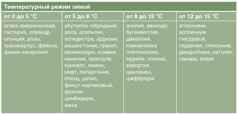 #растения #комнатные растения 