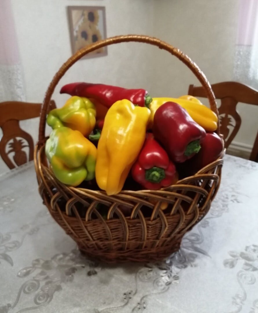 Перец выращиваю крупный, мясистый. 