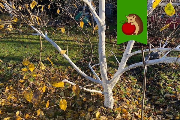Можно ли белить молодые саженцы?0