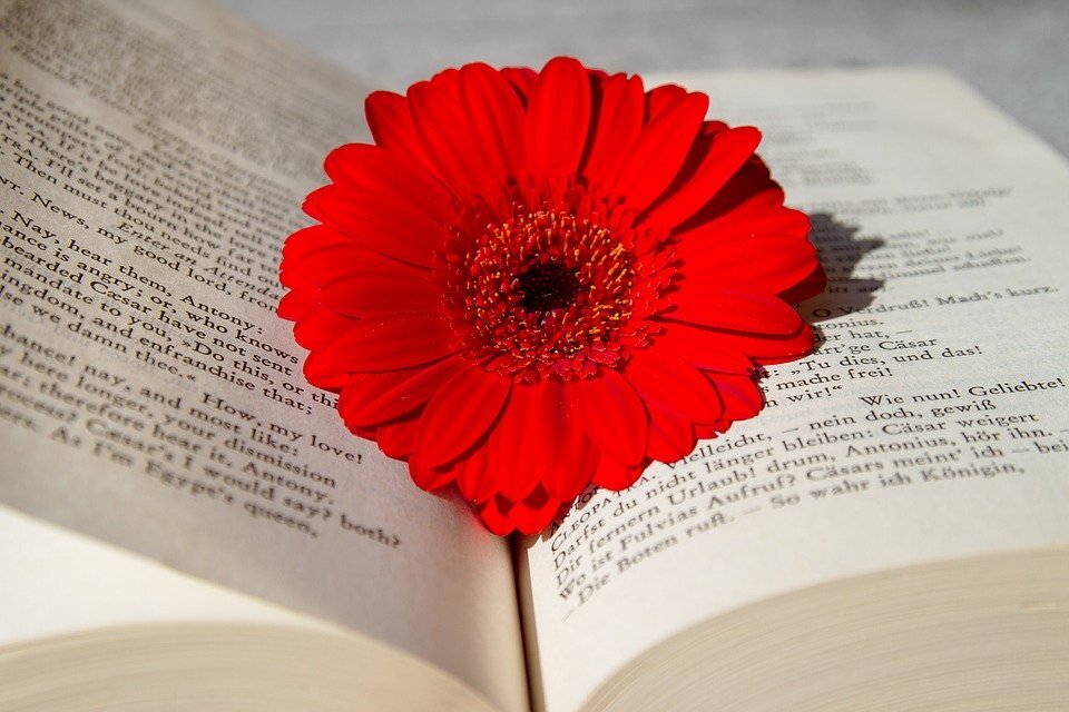 источник фото: pixabay.com