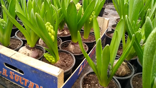 Фото из источника skajite-a.ru