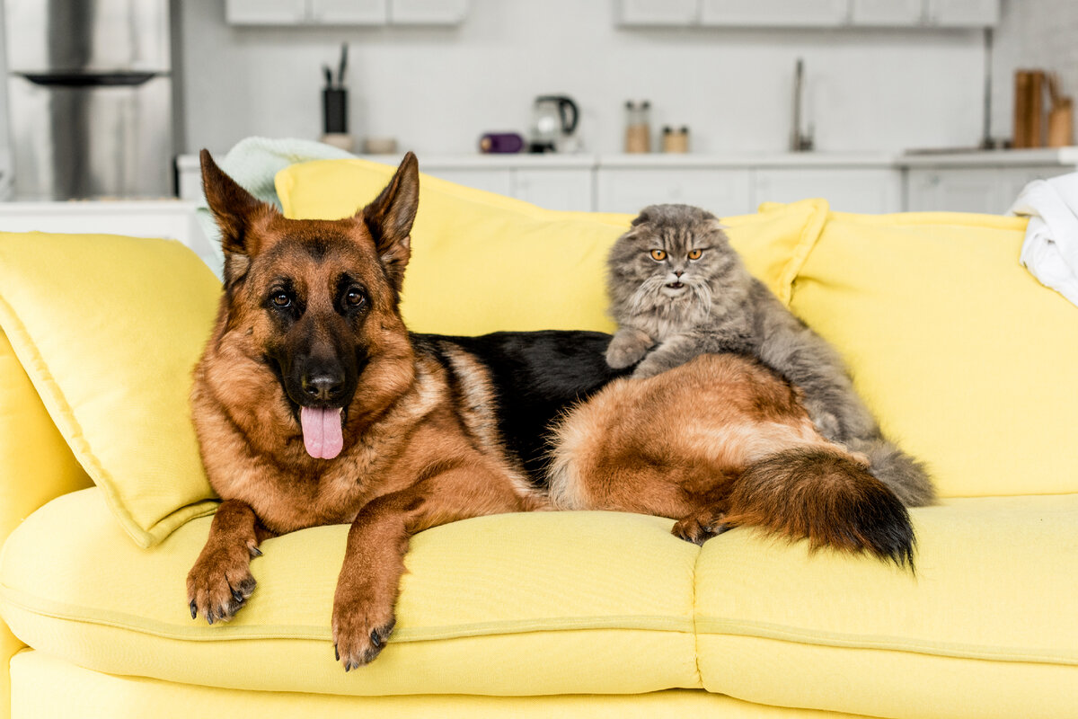 Собака на желтом диване