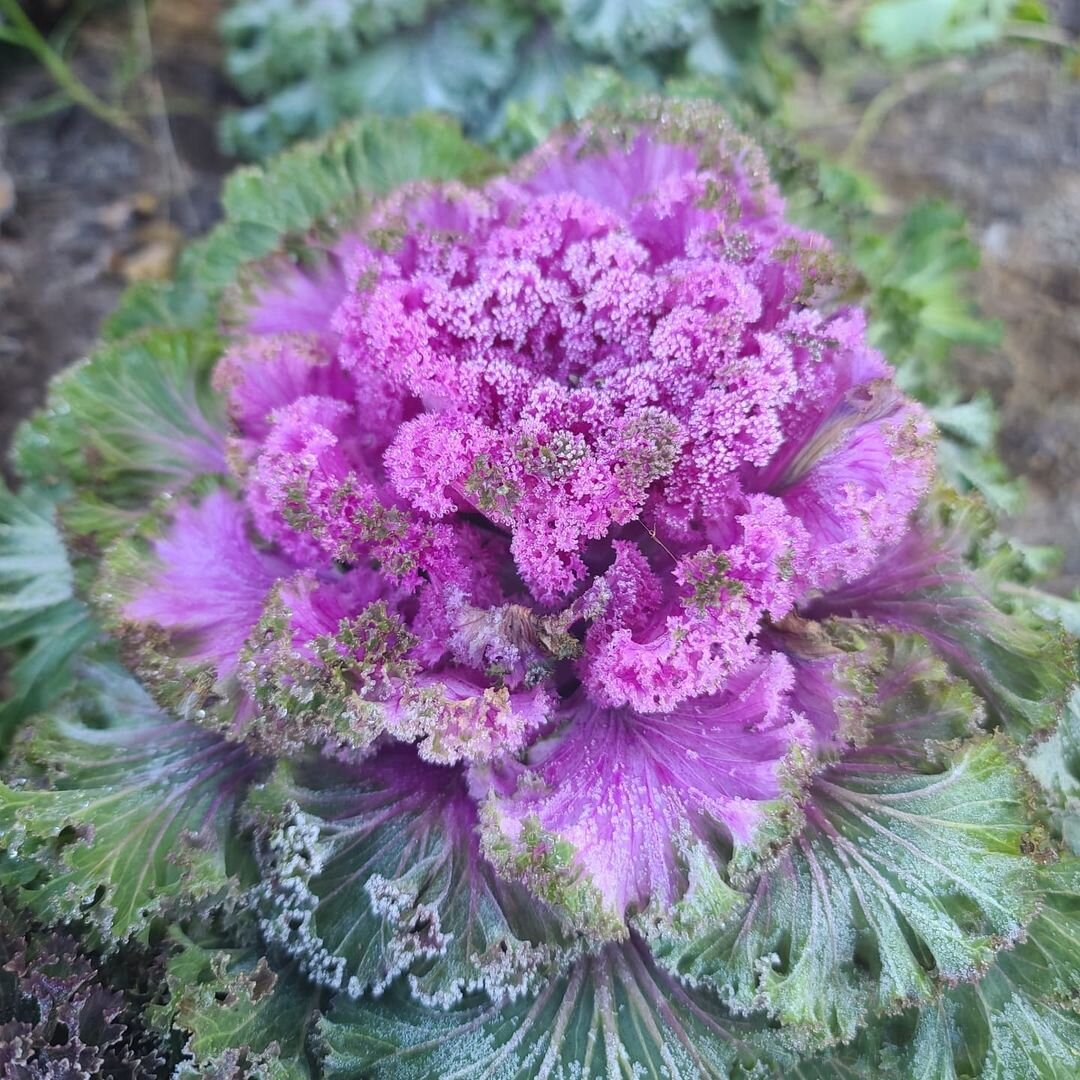 Декоративная капуста