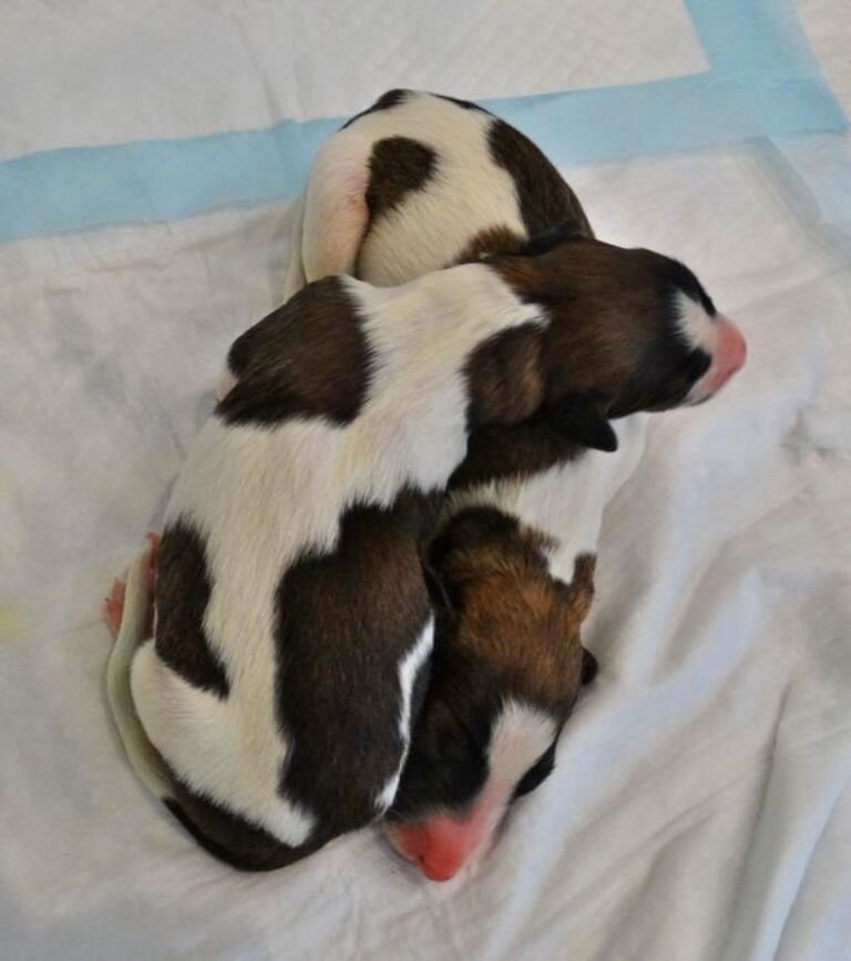 Две сестрицы - Зорица (сверху) и Мечта. ( Зорица Ясная и Заветная Мечта)