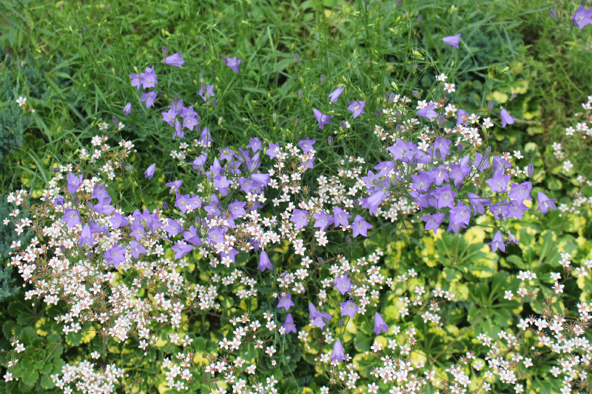 Лучшие растения-статисты: камнеломка теневая. 23 фото нашего сада | Сад ...