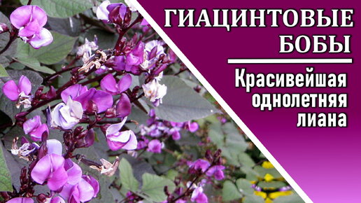 Гиацинтовые бобы или Долихос Красивейшая однолетняя лиана