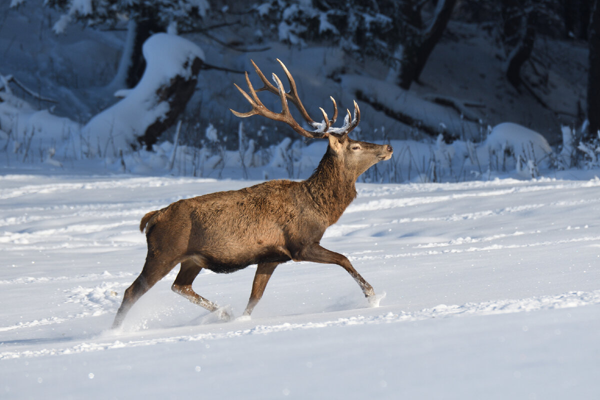 источник: stock.adobe/автор: Pavol Klimek