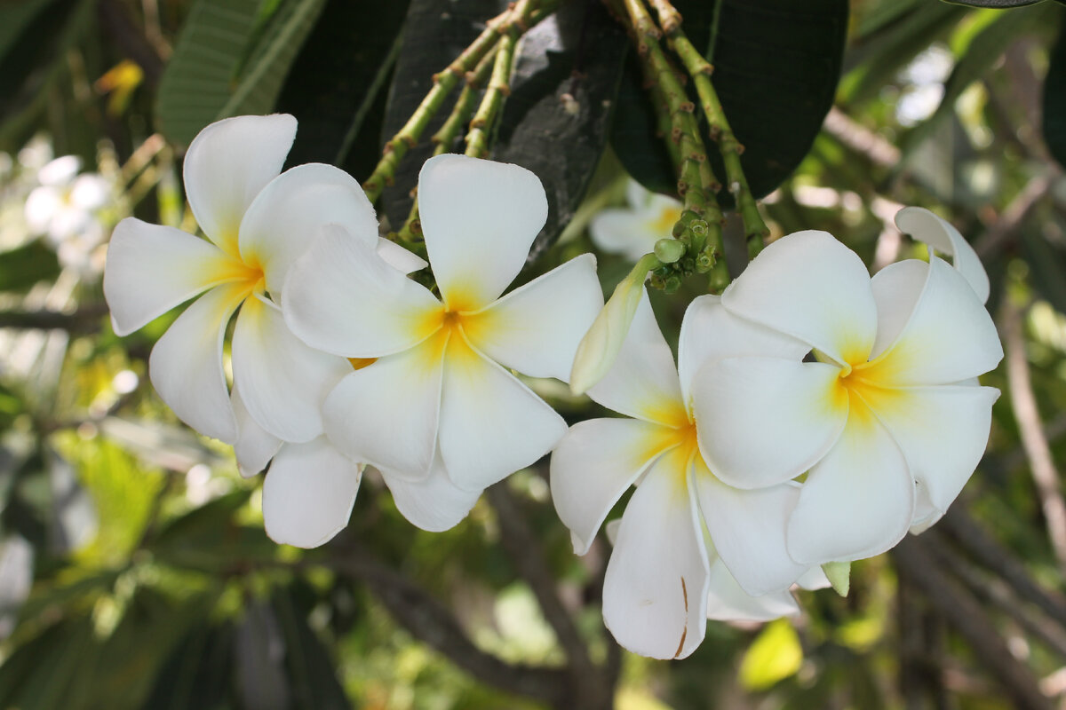 Плюмерия Plumeria d12 h20