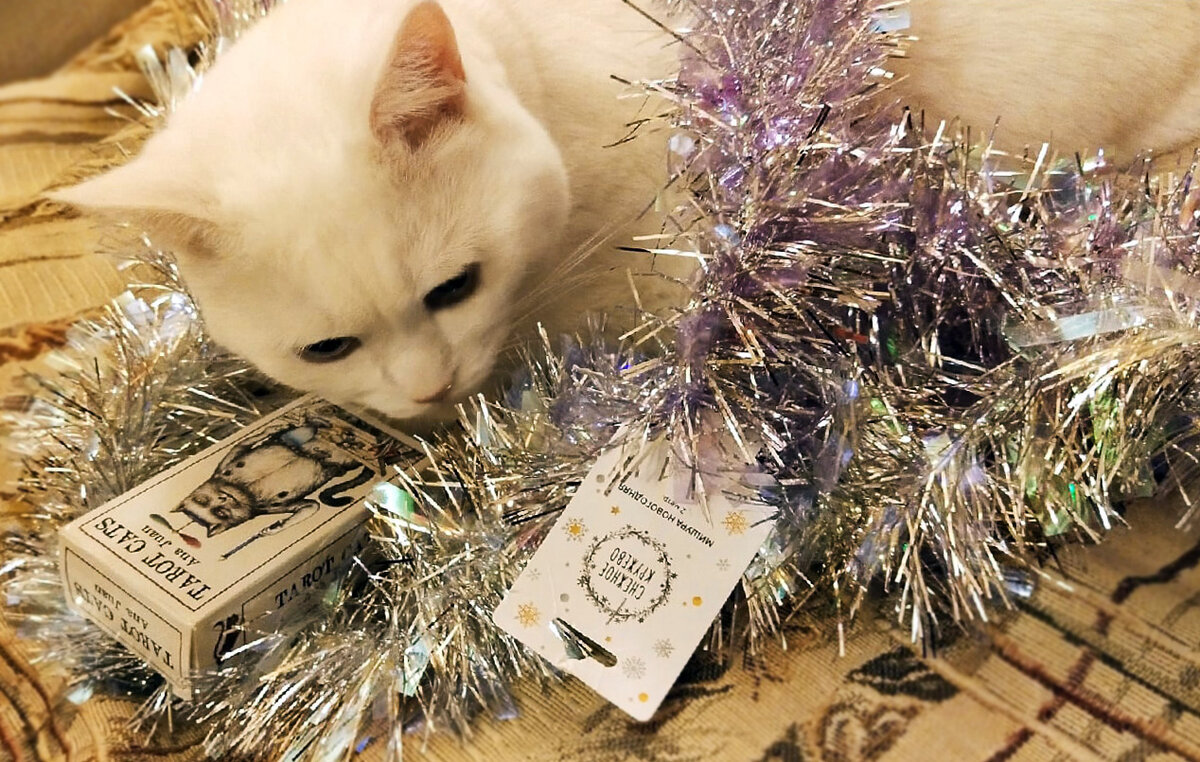Белый кот и Таро Кошек. Фото автора