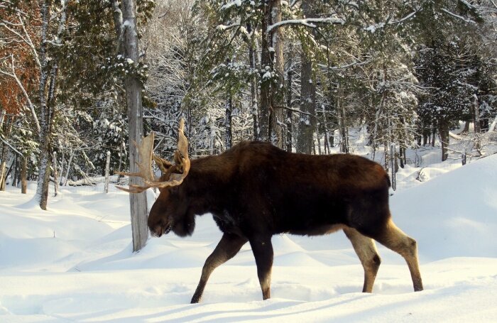 Вскоре лось стал трофеем, но при этом успел отомстить охотникам за свою погибель.