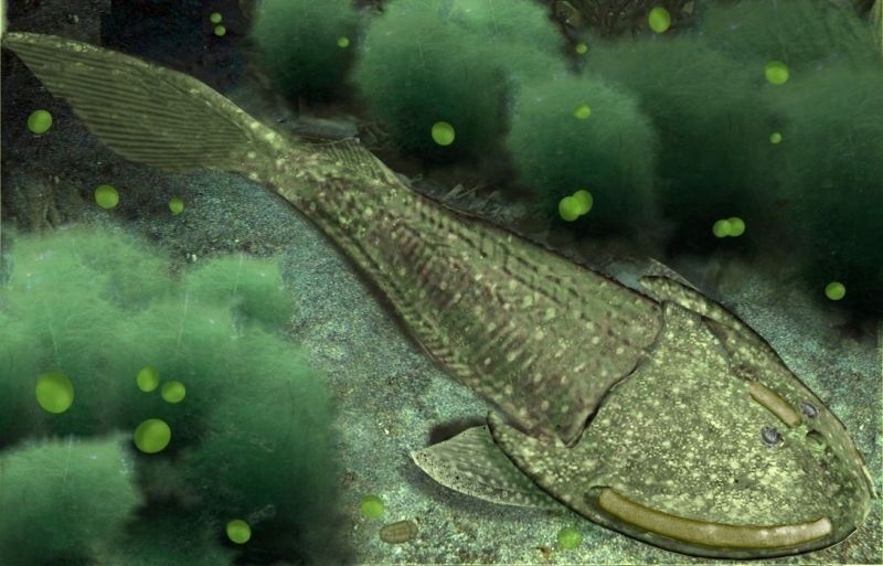 Цефаласпис: Морской бронированный пылесос, чей доспех немного походил на наши зубы4