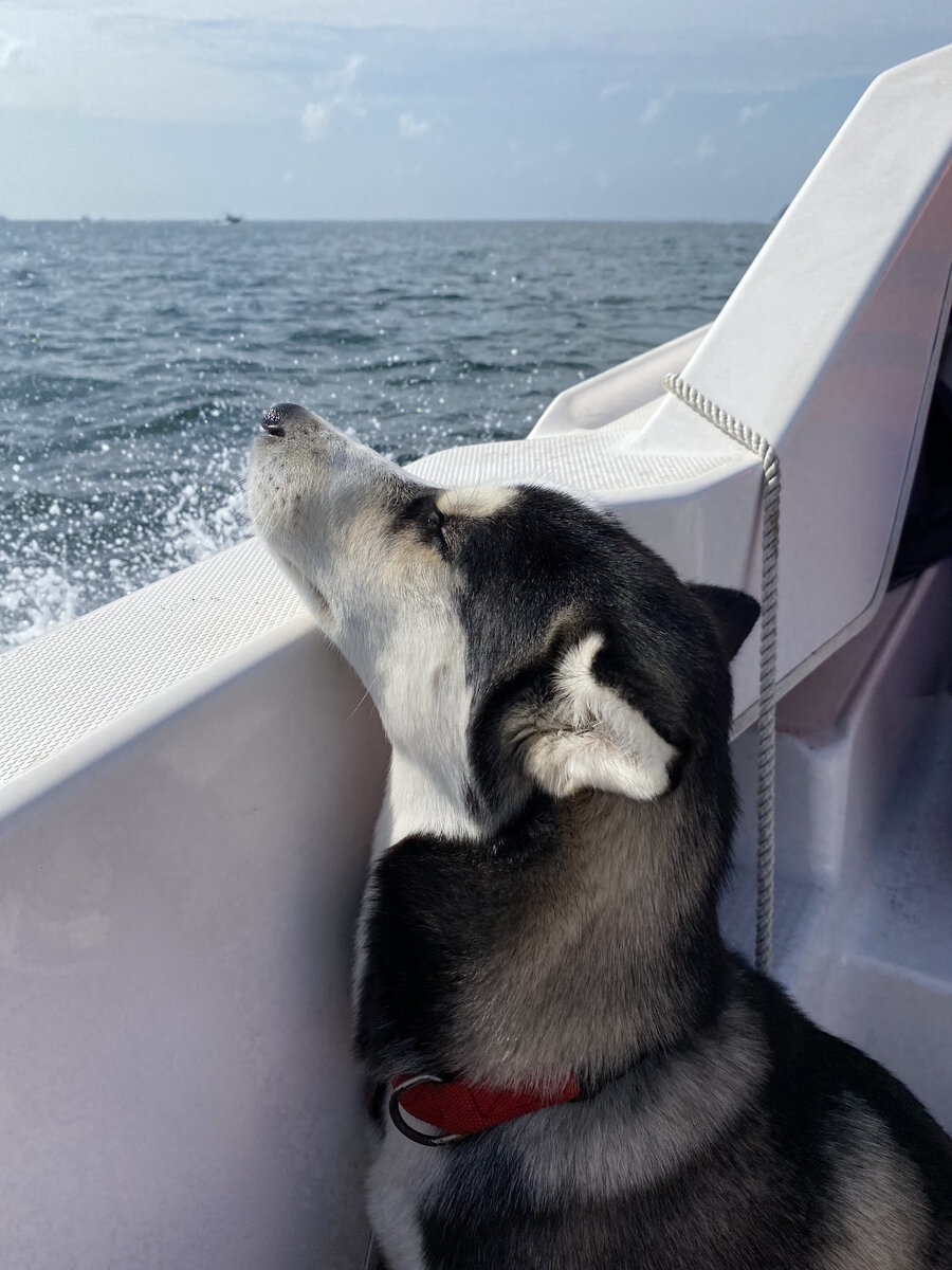 Вот здесь, например, явное наслаждение испытывает собака! :)