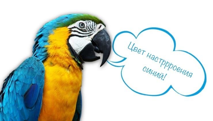 Обучение попугая английскому: реально или миф?