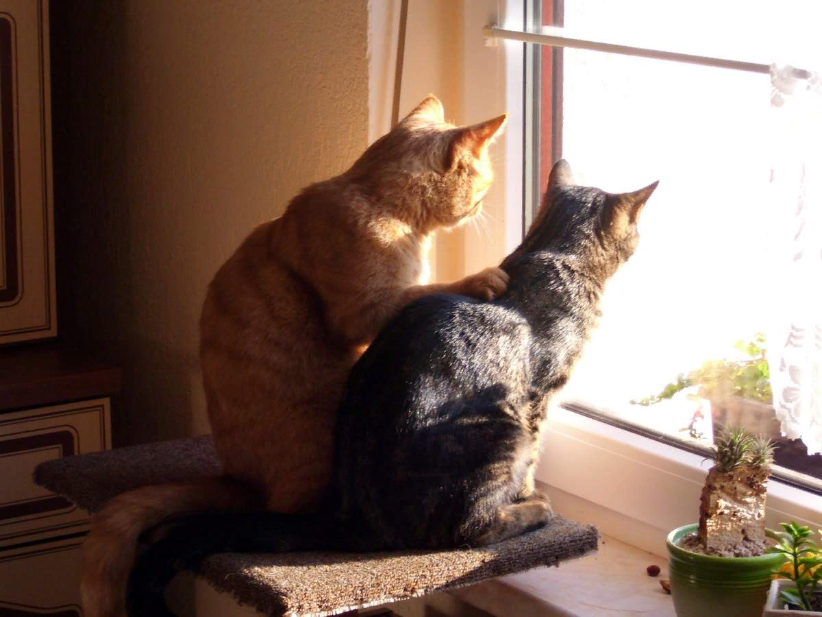 коты гуляют. осталось две кошки. осталось две кошки. осталось две кошки. кошки подруги.