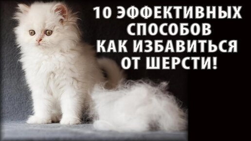 Как избавиться от шерсти кота, собаки? | 10 самых ЭФФЕКТИВНЫХ СПОСОБОВ! | Убираем шерсть