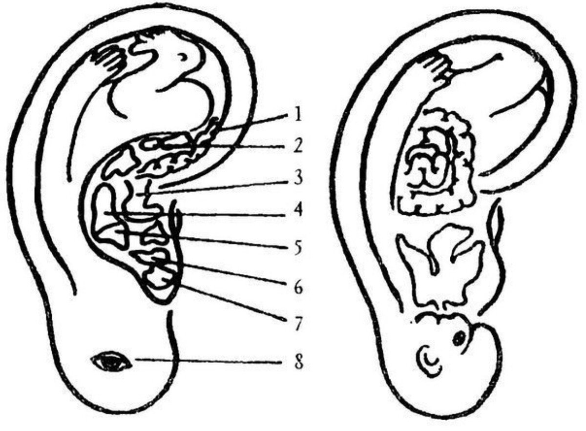 Органы на ушной раковине. Проекция органов на мочке уха. Топография ушной раковины. Акупунктурные точки ушной раковины. Проекция внутренних органов на ушной раковине.