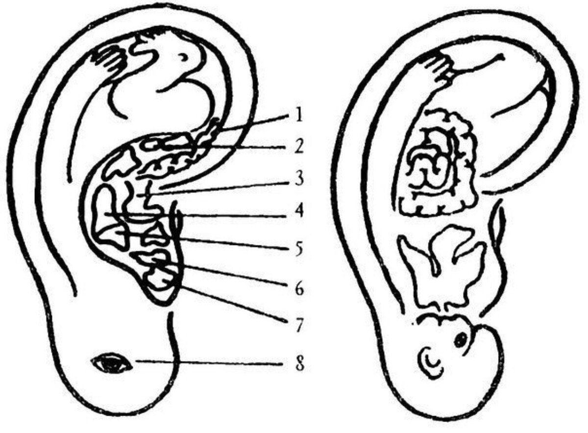 День ушной раковины. Проекция органов на мочке уха. Топография ушной раковины. Акупунктурные точки ушной раковины. Проекция внутренних органов на ушной раковине.