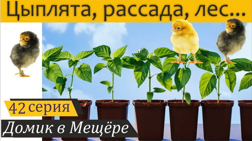 Цыплята, рассада, лес... и необычная посылка из Московской области. Домик в Мещёре, серия 42