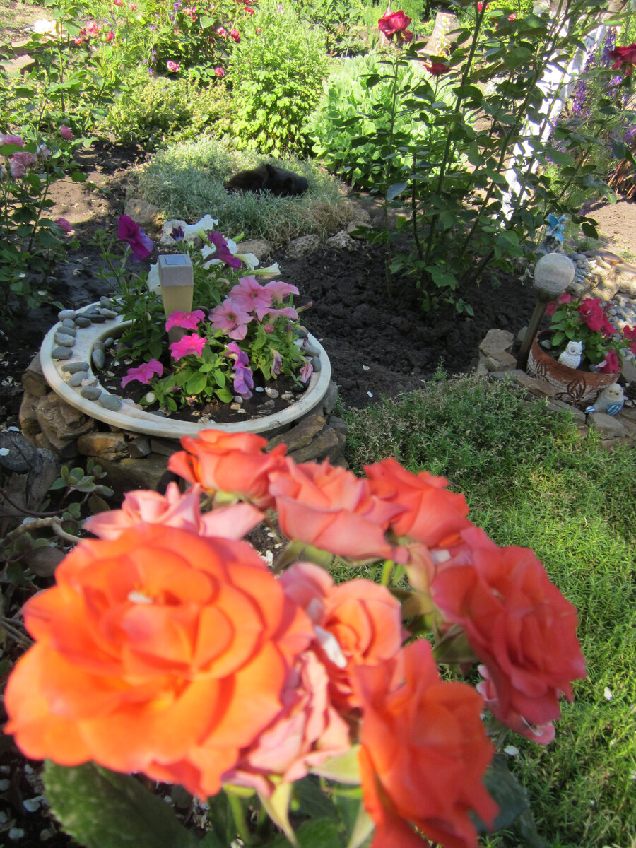 Собственное фото автора. Цветник и Баюн