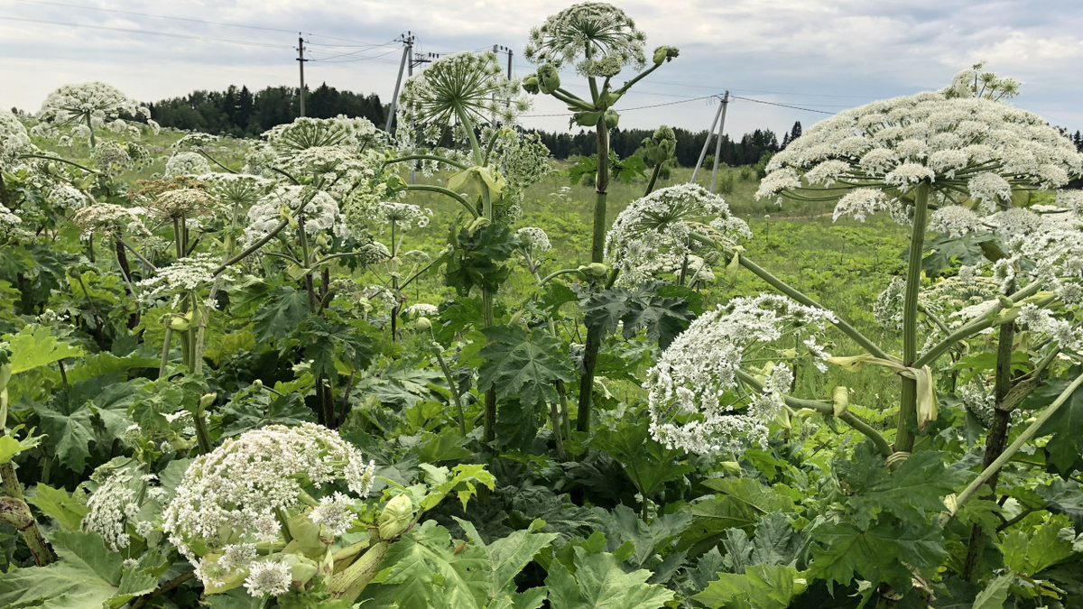 Борщевик Сосновского 