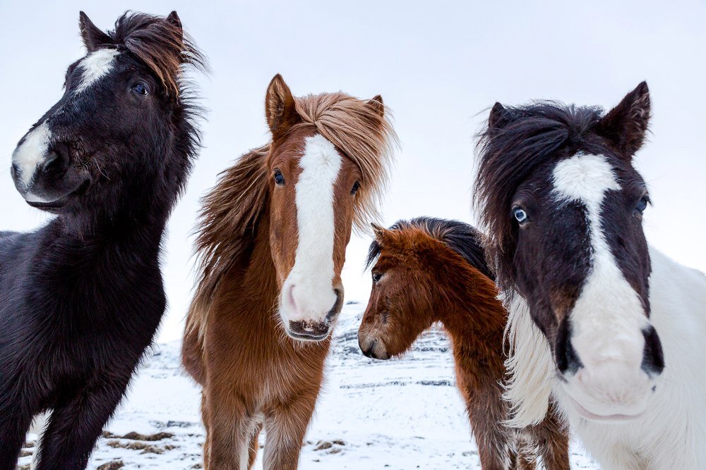 В исландском языке существует примерно 100 терминов, описывающих масть лошадей, а ещё больше слов, описывающих характер этих животных.