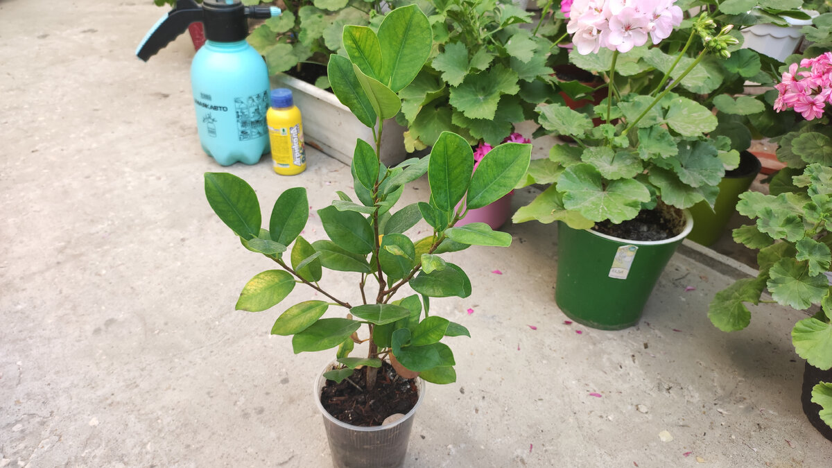 Народ у нас богатый! Такой цветок в магазине стоит около 1000 р. !💳