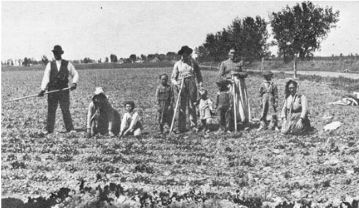 Русские немцы на уборке свеклы в Колорадо, фото 1880-х годов