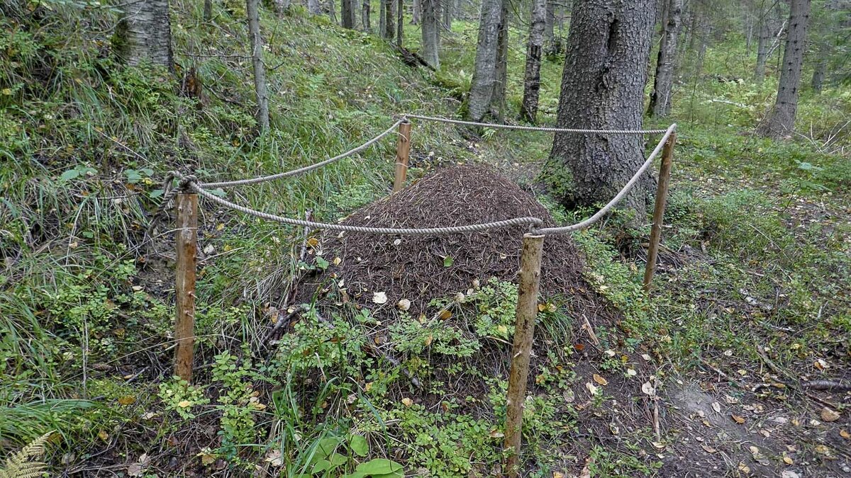 огораживание муравейников в лесу. расселение муравьев в лесу. огораживание муравейников. муравейник в ограде. охрана муравейников в лесу.