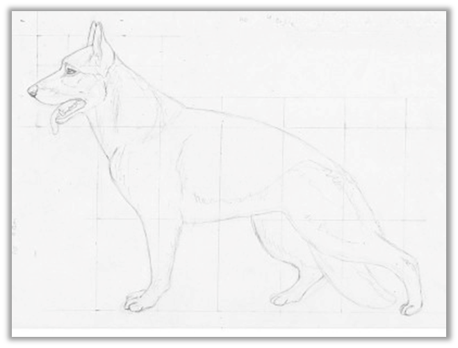 Как нарисовать овчарку карандашом реалистично | Realistisch zeichnen, Schäferhunde, Realistisch