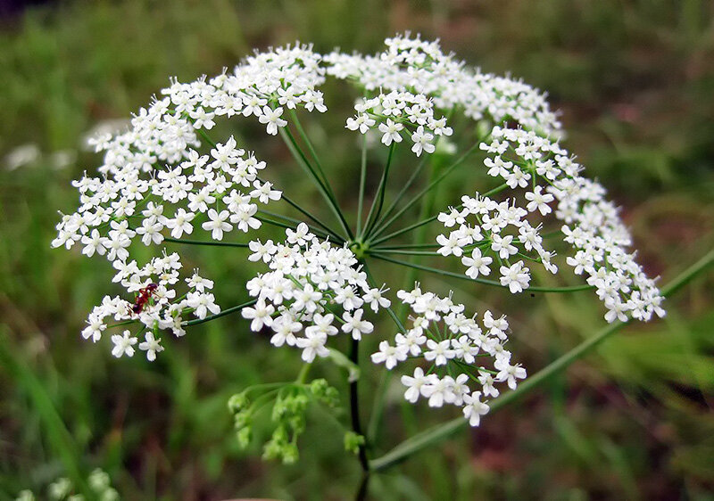 Анис обыкновенный. Фото взято из Яндекс Картинки