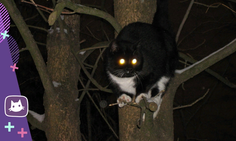 Почему у кошек ночью светятся глаза?