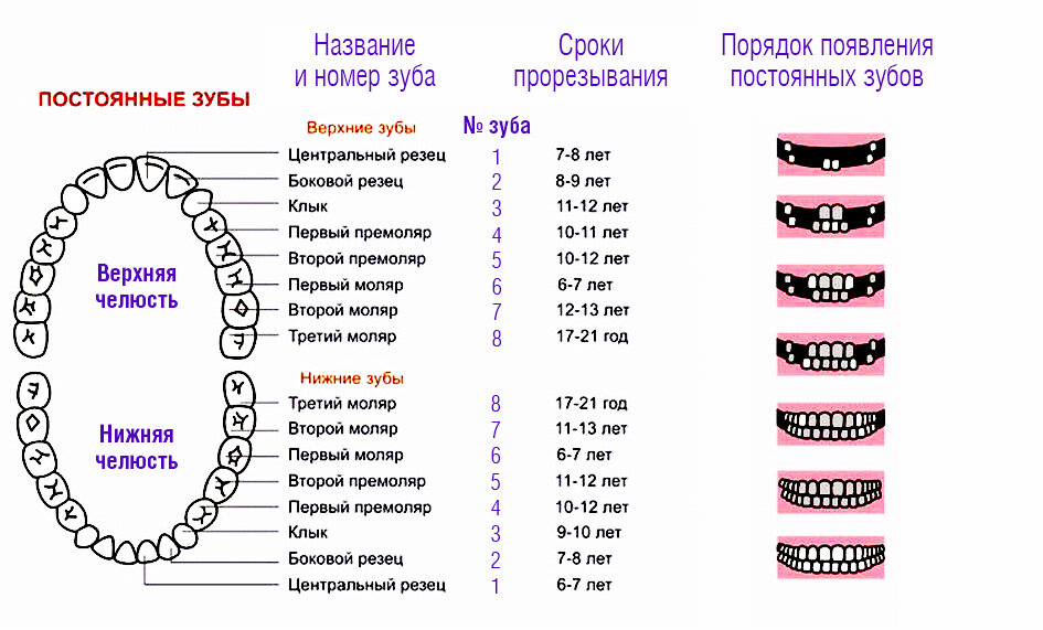 Прорезывание постоянных зубов у детей. Сроки. Особенности. | Стоматолог ...