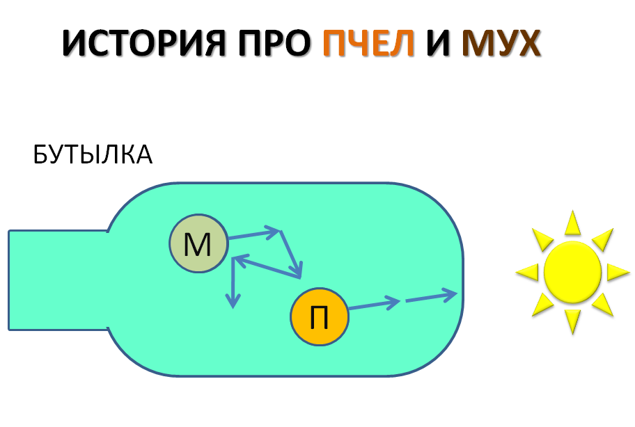 Схема эксперимента: бутылка (М-муха; П-пчела), и источник света.