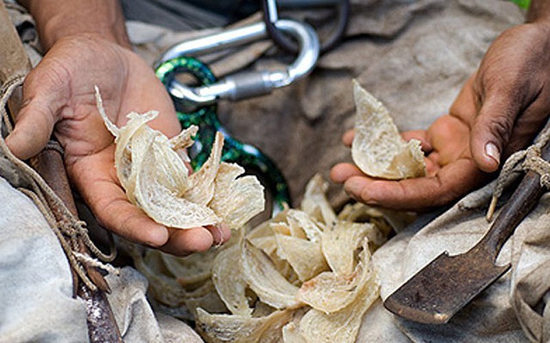                                                             Свежие гнёзда