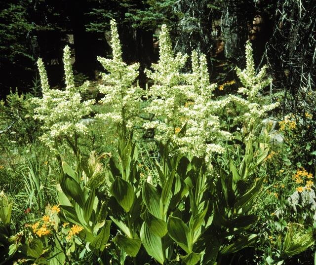 Растение чемерица