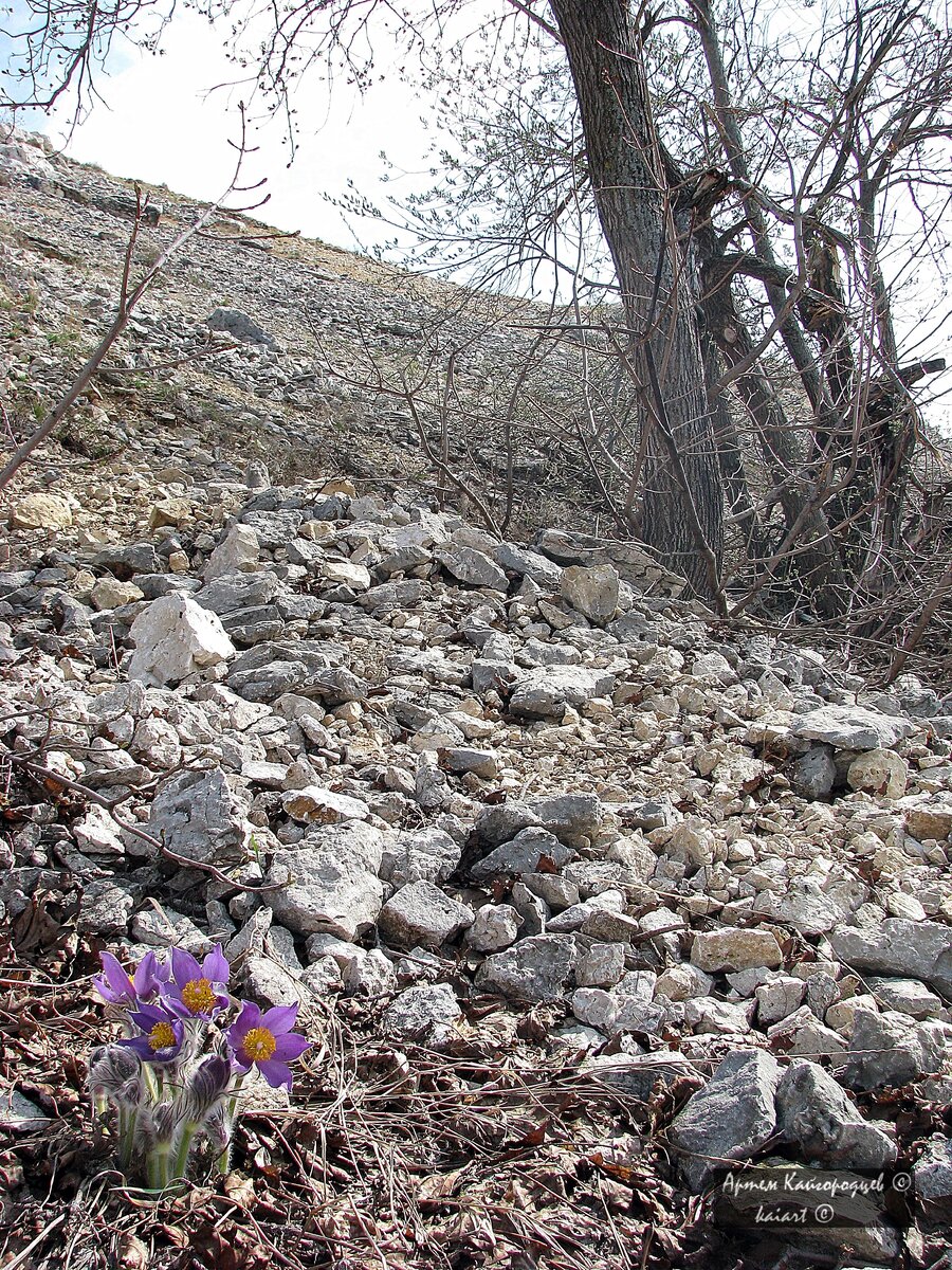 Прострел или сон-трава  на склоне шихана Торатау. Фото: KAIART