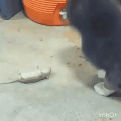 Вот, например мышь 