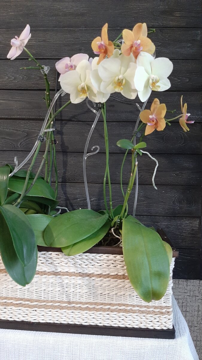 Как приготовить субстрат для орхидей своими руками: 4 обязательных ингредиента, доступных каждому