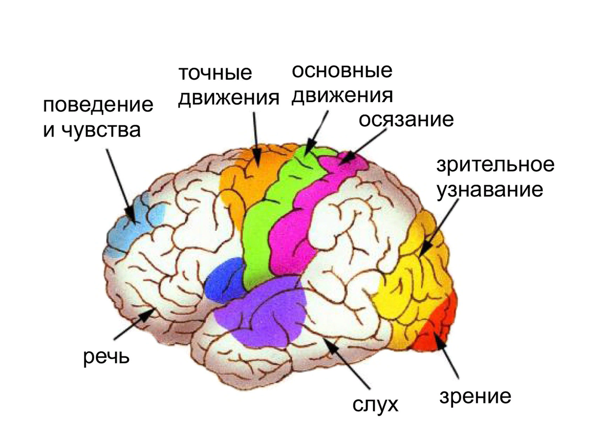 Центры анализаторов