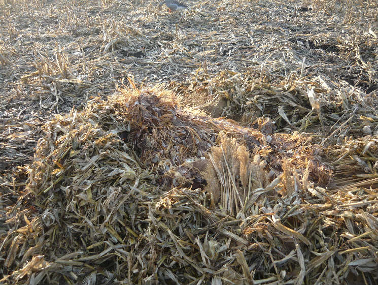 Маскировка на гусиной охоте. Фото автора