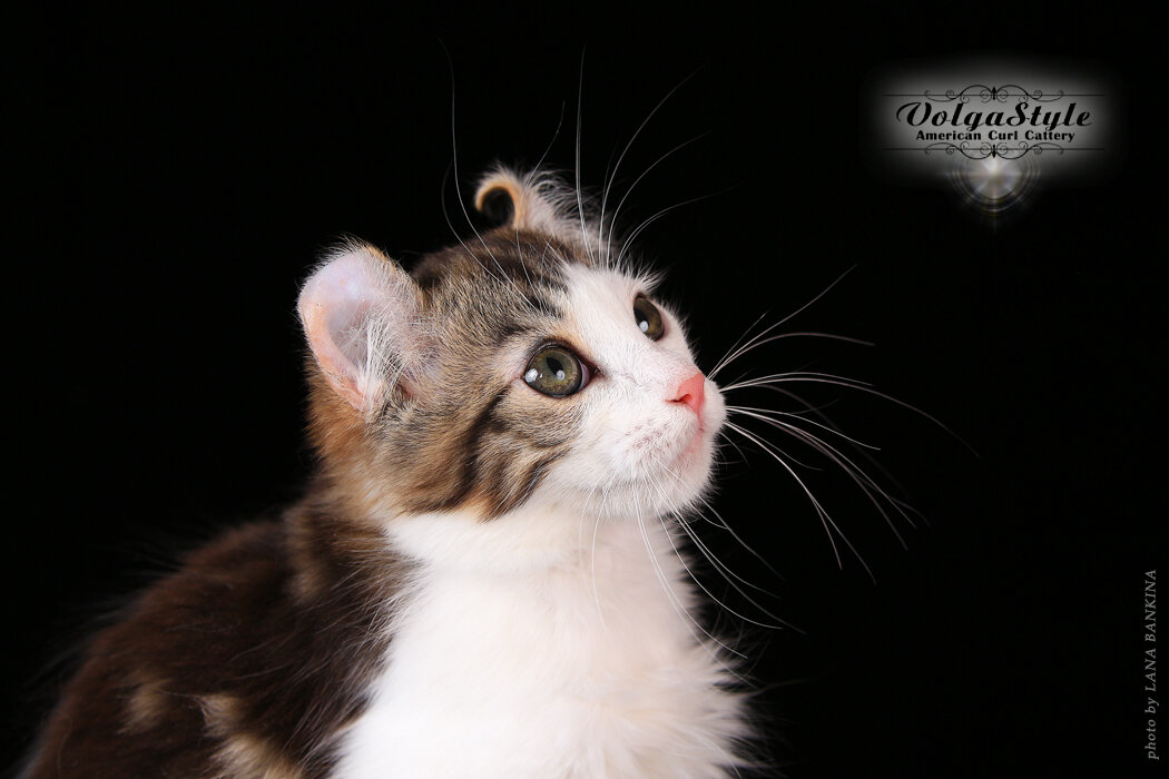 Isuzu Amigo Volgastyle - котёнок Американский кёрл, 3 мес.