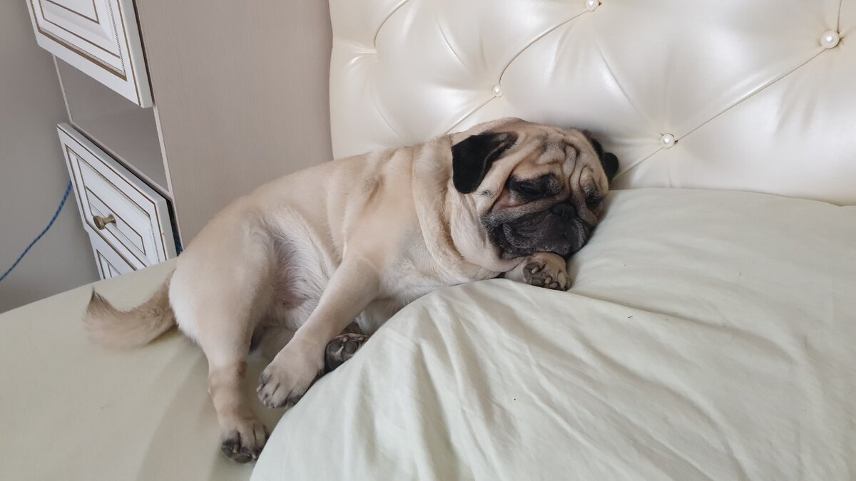 наш мопс Семен Семеныч. 