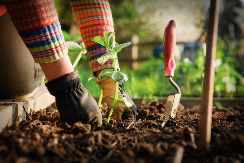 Посадка овощных культур