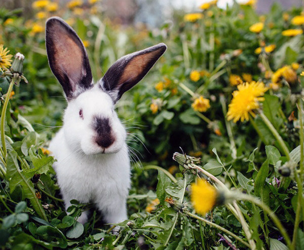 Калифорнийский кролик в зарослях одуванчиков.