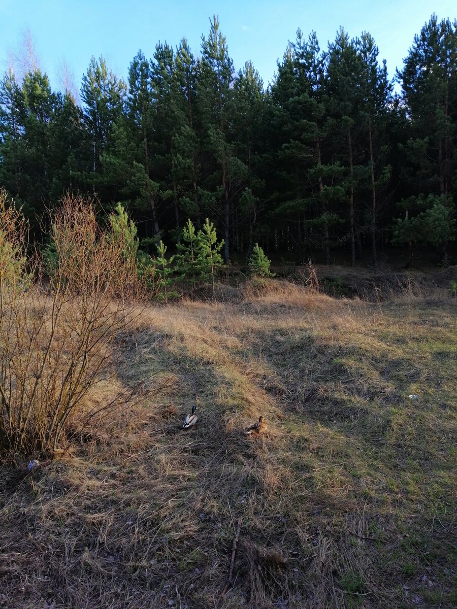 Когда наступает золотое время и приходит счастье?
Вот живёт человек:родился, тебя отвели в дет сад, затем надо поступить в школу, закончить её, задать ЭГЭ и поступить в ВУЗ, его так же надо окончить и получить хорошую специальность, чтобы сделать карьеру или запустить успешный бизнес.
Ну и конечно же жениться и родить детей, а дальше по новой :дет. сад, школа институт, только потом устроить на работу детей, проводить в первый класс внуков ждать окончания школы уже ими..
Так проживают жизнь люди и хорошо, если все удачно! Ты счастлив, любишь и любим.
Я тоже так думал? Дети устроены, квартиры, машины есть и даже путешевствую два раза в год!
Есть время на хобби, спорт, уютная квартира, дача и тесть с рыбалкой и возможно так и бы пошло дальше, если бы однажды я не задал себе вопрос?
А дальше что? Ждать пенсию, гладить кота? Ездить на рыбалку с тестем, если доживёт, и все? Жизнь прошла??
А где счастье? Любовь?
Неужели для этого я родился, почему мне вечером совсем не хочется возвращаться в квартиру, где ещё недавно был слышен детский смех и меня встречали? Почему утром, едва открыв глаза и подумав о предстоящем дне поступает тошнота?Неужели предсказуемость полная определенность:работа, пенсия и закономерный уход, это все, что осталось....? 
Неужели нельзя что то изменить в жизни? Чтобы снова запела душа? Захотелось любить, творить, может быть можно в этой земной жизни начать заново жить! И прожить вторую жизнь и я больше ничего и ни кому не должен. Дети выросли, нашли себя, и не в чем не нуждаются. 
Когда есть желание что то поменять в жизни всегда приходит такая возможность. И однажды я зашёл в соц. сеть и начал общаться с необыкновенной женщиной и хотя мы и были ровестниками её задору, энергичности и планам на будущее позавидовала бы и 30 летняя! 
После непродолжительной переписки, мы встретились и стали общаться. 
Жизнь заиграла новыми красками, я ждал наступления нового дня, просто летел на работу, чтобы в обед встретится или просто поговорить по телефону. Мне нравилась она, но больше нравилось свое состояние я был великий и могучий, куча проектов все быстро и само собой получалось, когда то надоевший начальник, вдруг стал вполне адекватным и перестал меня раздражать! 
Между тем сгущались тучи в семье. 
И однажды разразился скандал после которого я ушёл и приехал к своей любимой женщине. 
И с тех пор пошло около 5 месяцев, но моим ощущением не менее 5 лет! 
За это время произошли известные события в мире, в стране, самоизоляция, кризисы, так и события внутренние. 
И какой я сделал вывод: Такое чувство, что моё решение изменить внутренний мир, повлияло на глобальные перемены в мире! 
Что касается нас, могу всем сказать, когда вы достигает зрелости и вам не зачем  искать женщину или наоборот мужчину, для того, чтобы быть целостным! Вы знаете, что я вас примут таким какой вы есть, а не придуманный кем то образ. Вы понимаете, что если и есть недостатки, вы принимаете их, но не циклитесь на них, а ищите то, что вас привлекло в начале отношений, увеличиваете достоинства и не замечаете недостатки своей женщины. 
Развиваете  её сильные стороны. 
 И знаете, что вы любимы, не потомучто вам об этом говорят,  а потому что знаете, что ваша просьба,очень скоро будет исполнена и  вам не хочется давать пустых обещаний. 
Женщин часто упрекают в меркантильности, но они так устроены что не могут быть рядом с неудачником и им, как воздух необходима уверенность,что завтра все будет хорошо и о них смогут позаботиться, а нам мужчинам необходимо чувствовать себя великими и могучиии, нужными и свободными! 



 