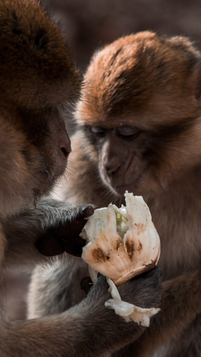 Состоянье у тебя истерическое! Скушай, миленький, яйцо диетическое...