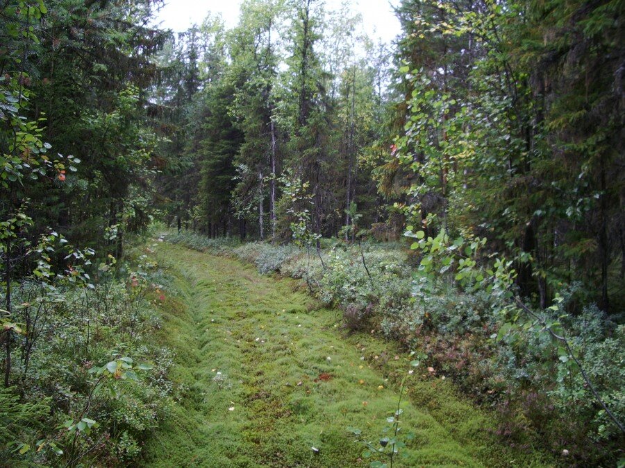 Заросшая дорога