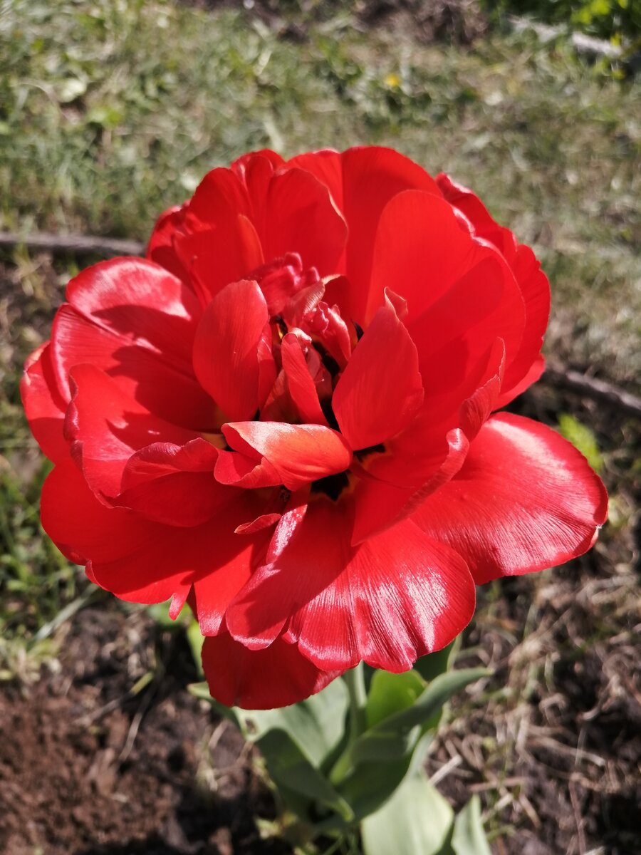 Червлёный  природой тюльпан