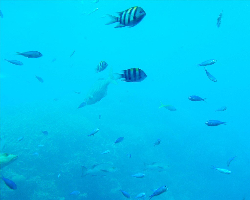 фото с сайта https://visualhunt.com/